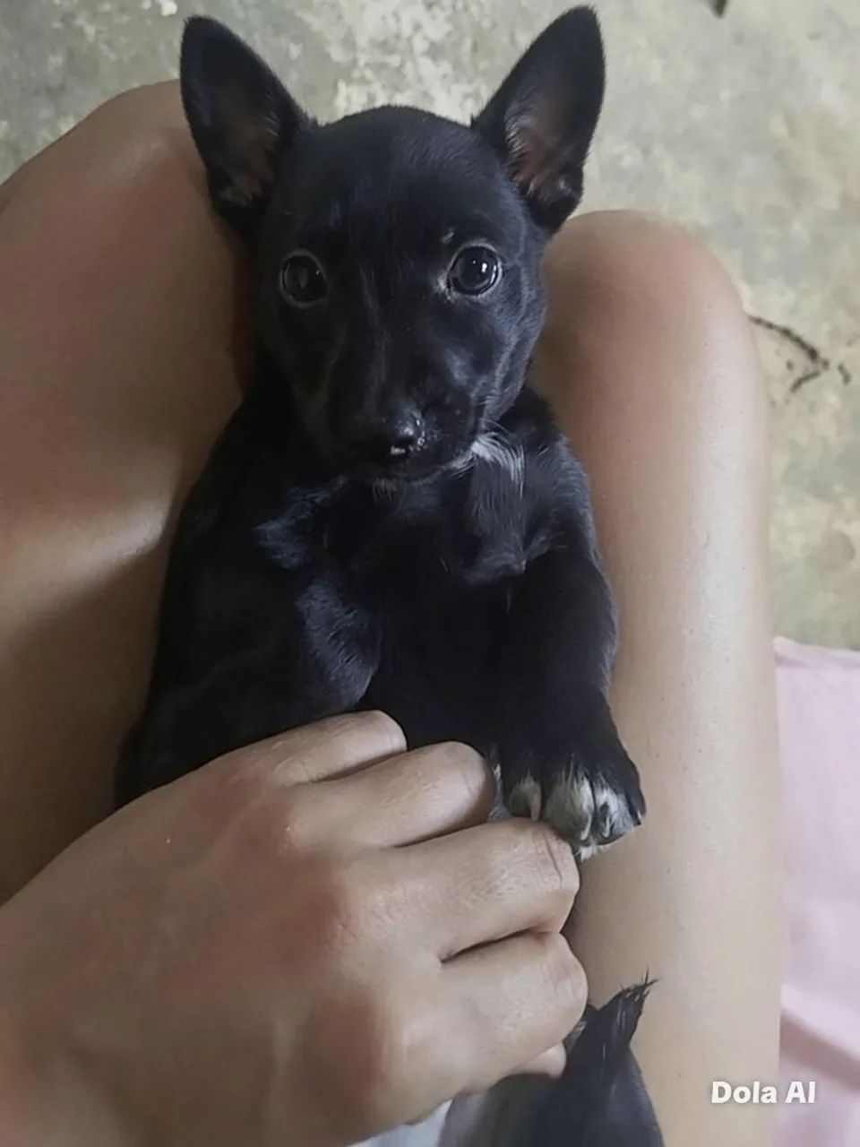 Pinscher - Foto 2