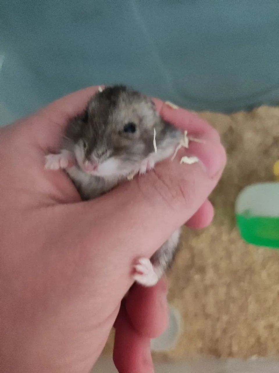 Hamster doação pra hoje!!