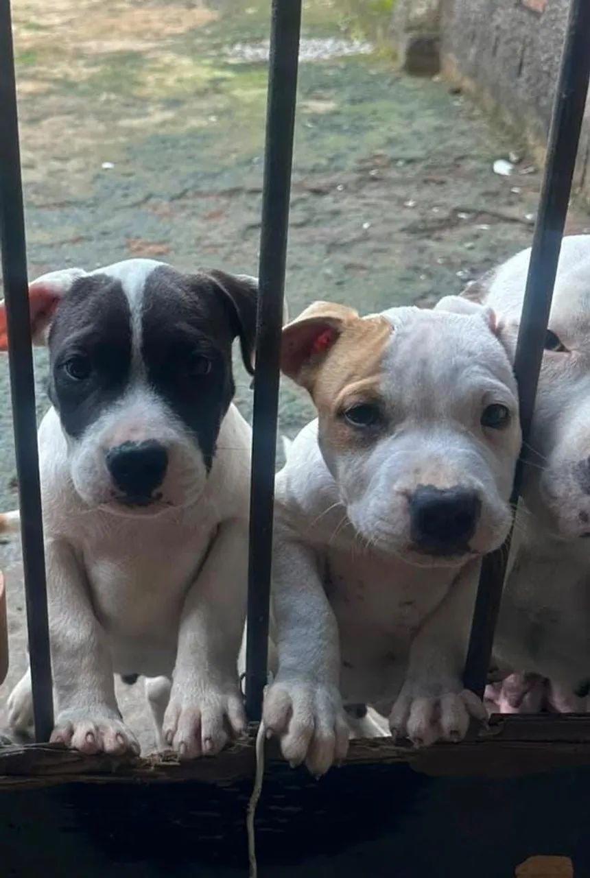 Pit Bull ligitimos 