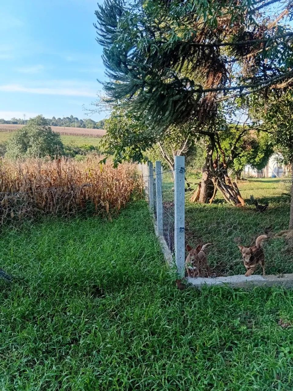 Vendo chácara  - Foto 4