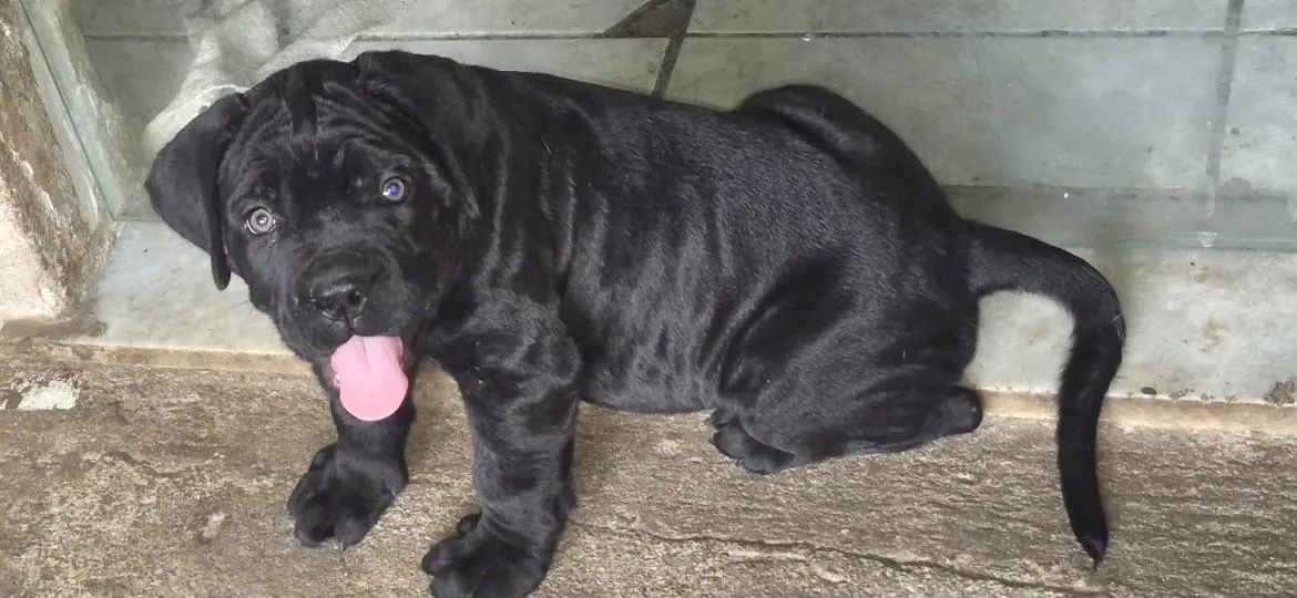 Cane Corso com pedigree  - Foto 3