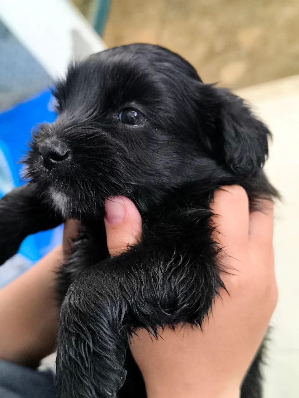 Lhasa Apso filhotes  - Foto 5