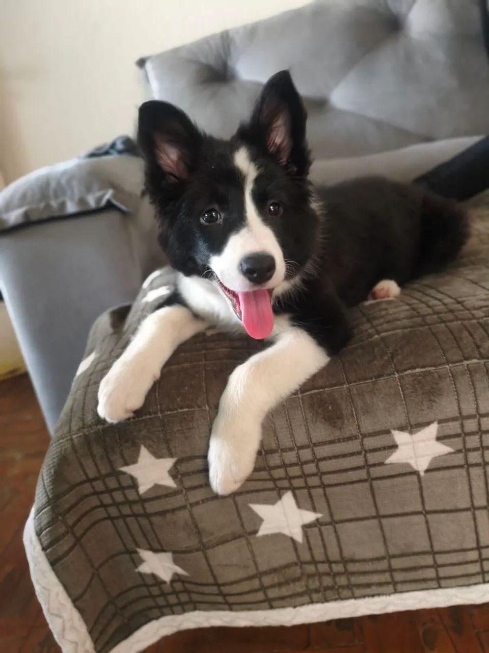 Border collie  - Foto 2