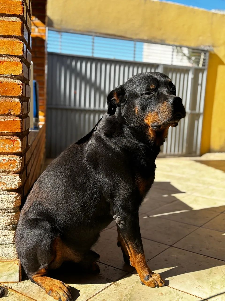 Rottweiler procura um lar  - Foto 2