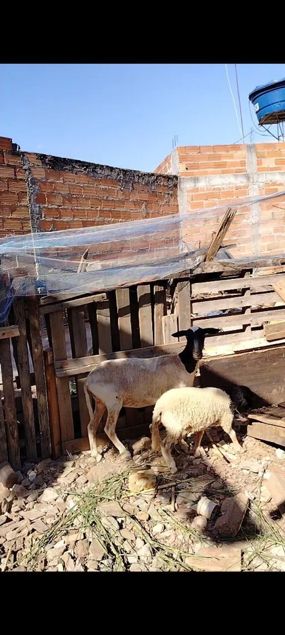 Animais - Foto 4