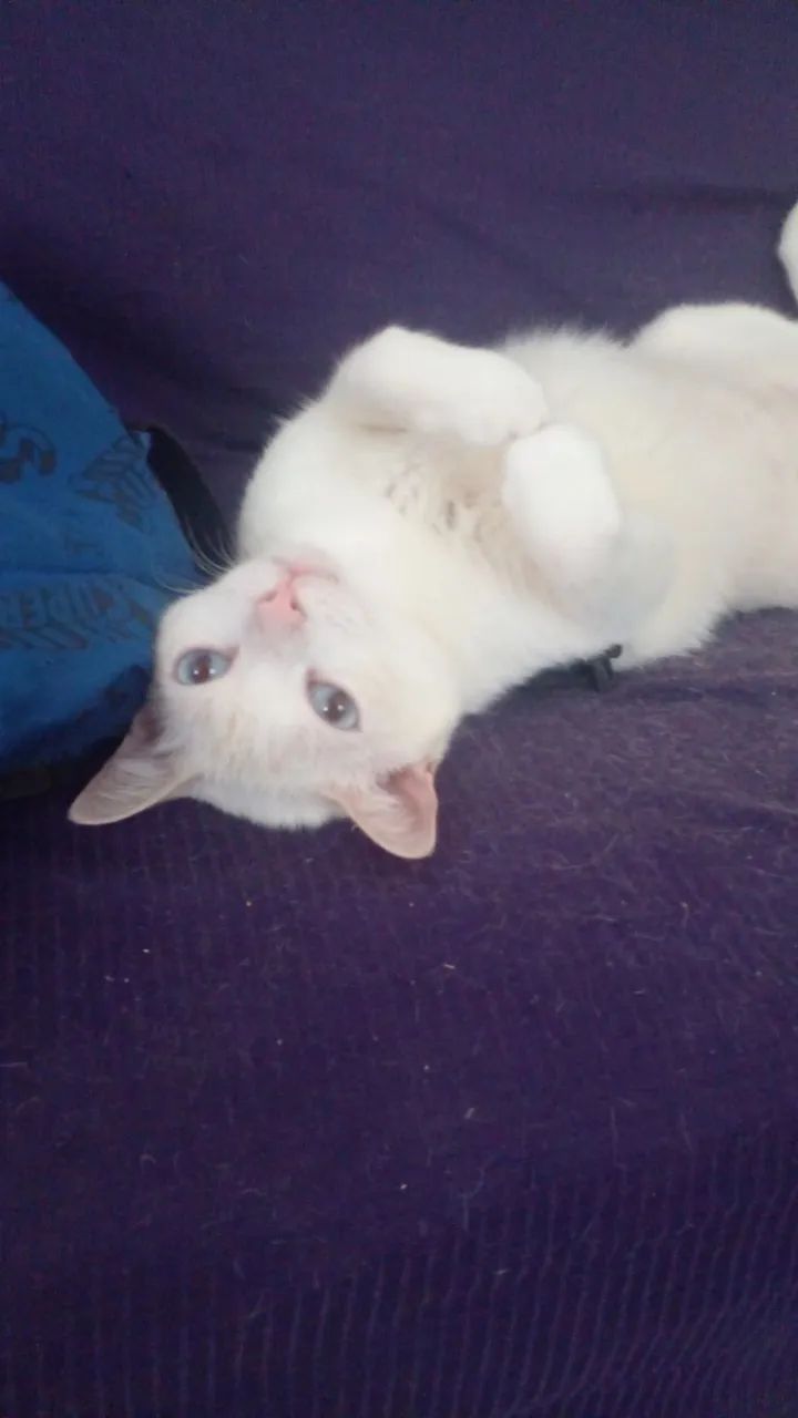 Adoção  - Foto 4