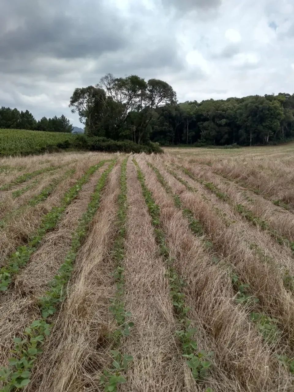 NOVA PRATA - Terreno Padrão - RURAL - Foto 5