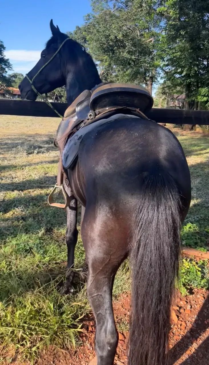 Cavalo - Foto 3