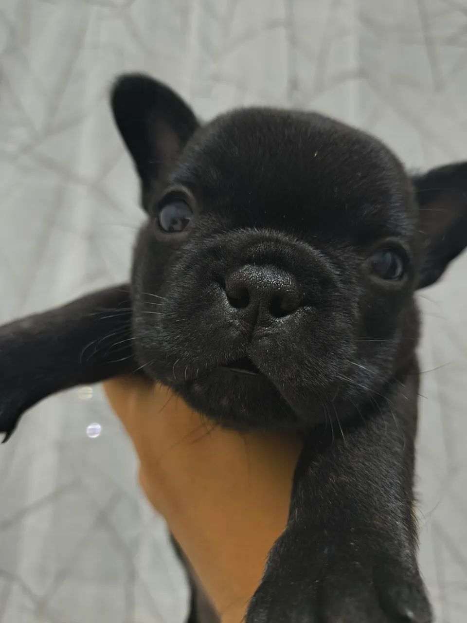  Bulldog Francês  - Foto 2