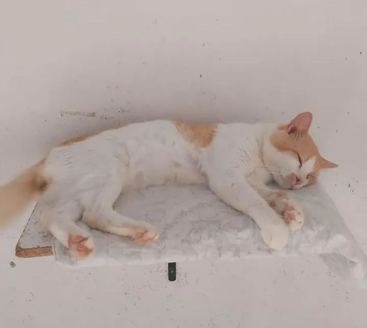 Gato laranja castrado e vacinado fiv +  - Foto 3