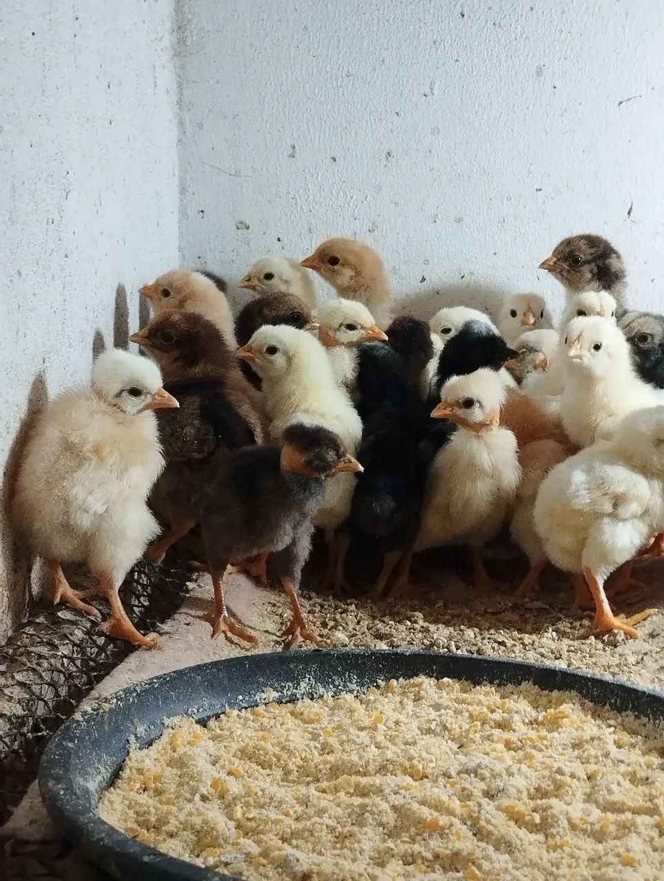 Vendo pintinhos caipira 10 reais cada 