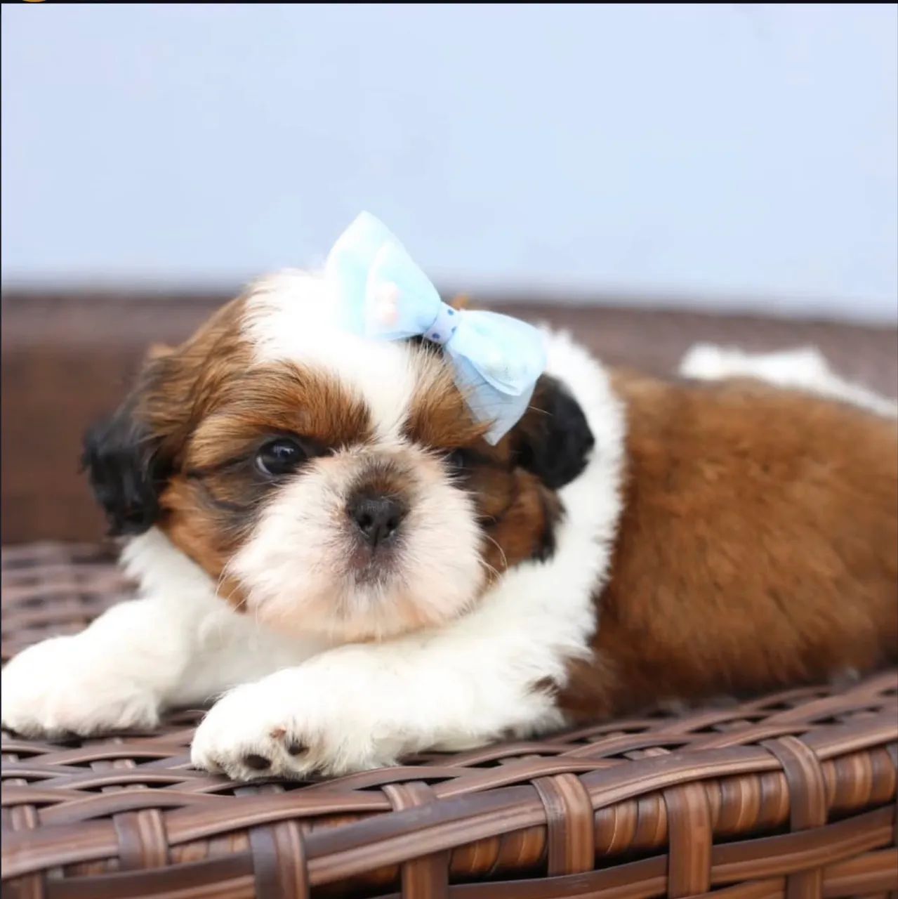 Shihtzu micro fêmea e macho 