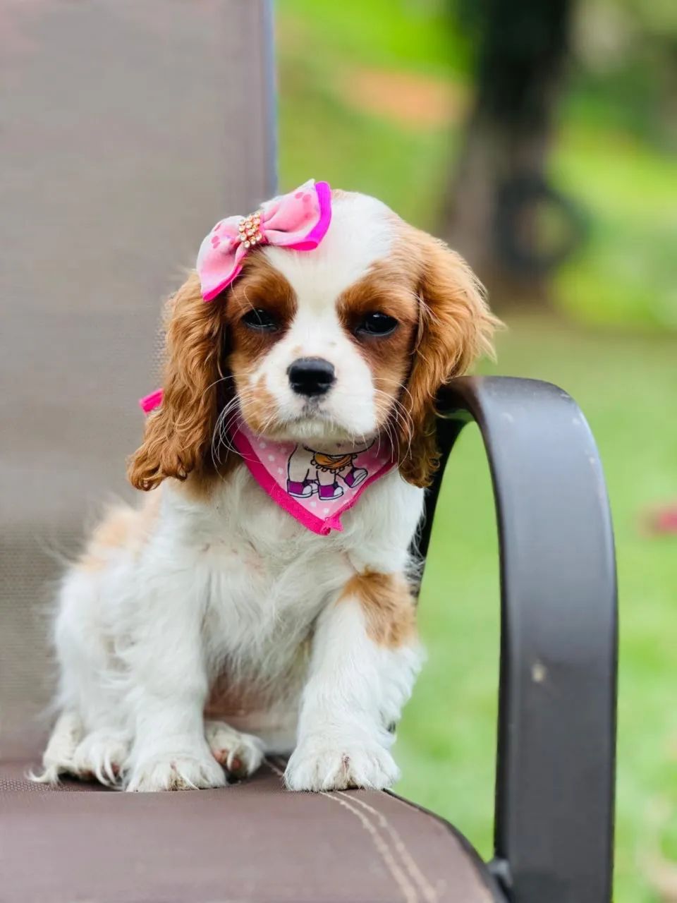 CAVALIER KING CHARLES SPANIEL!!!