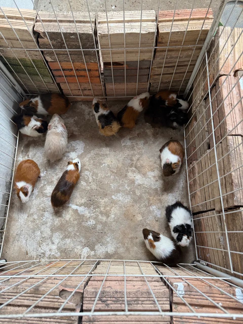 Vendo lote de porquinho da índia!!