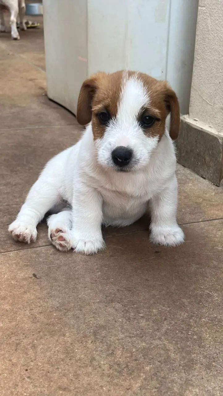 Jack Russell Terrier  - Foto 3