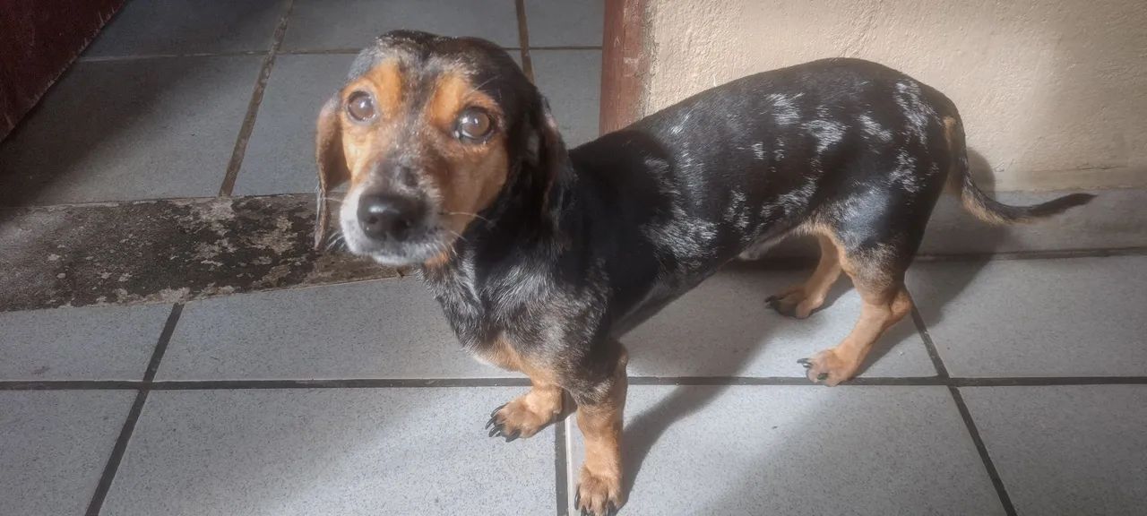 cachorro pra doação  - Foto 3
