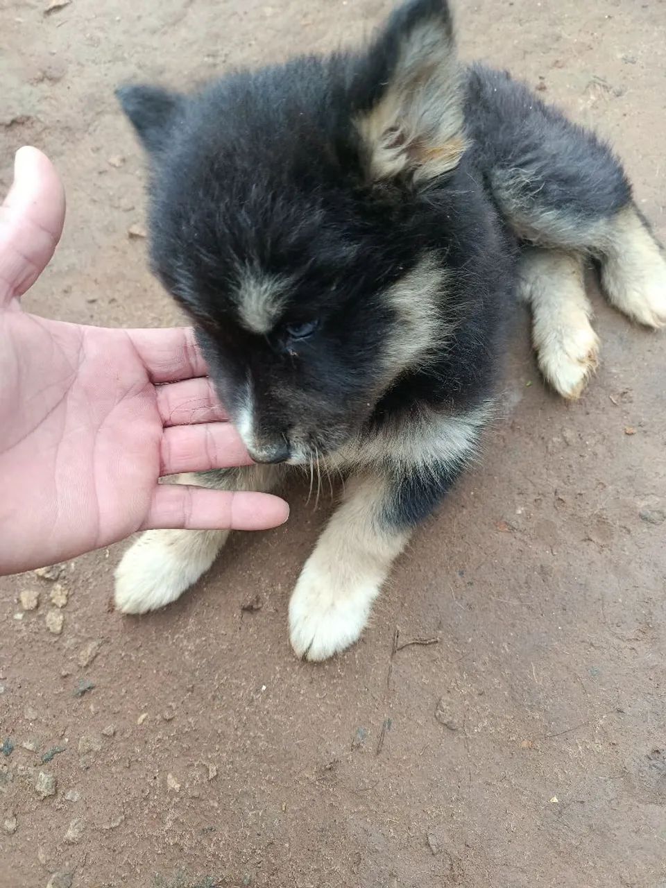 Husky siberiano filhote - Foto 2