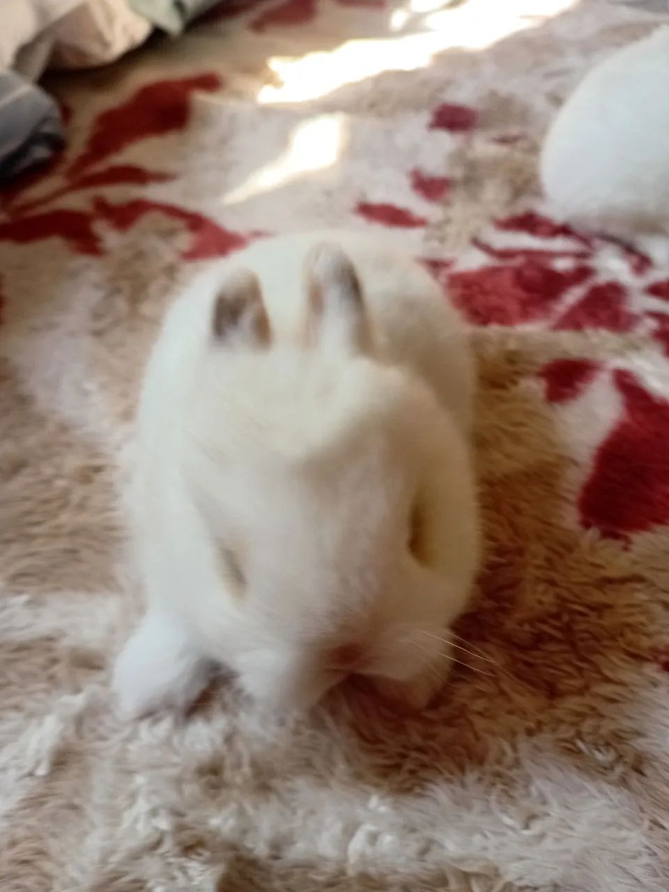 Coelho de Netherland dwarf  - Foto 5