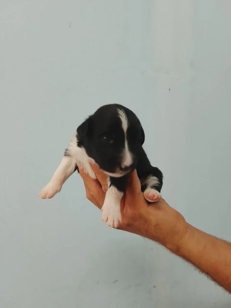Border collie - Foto 3