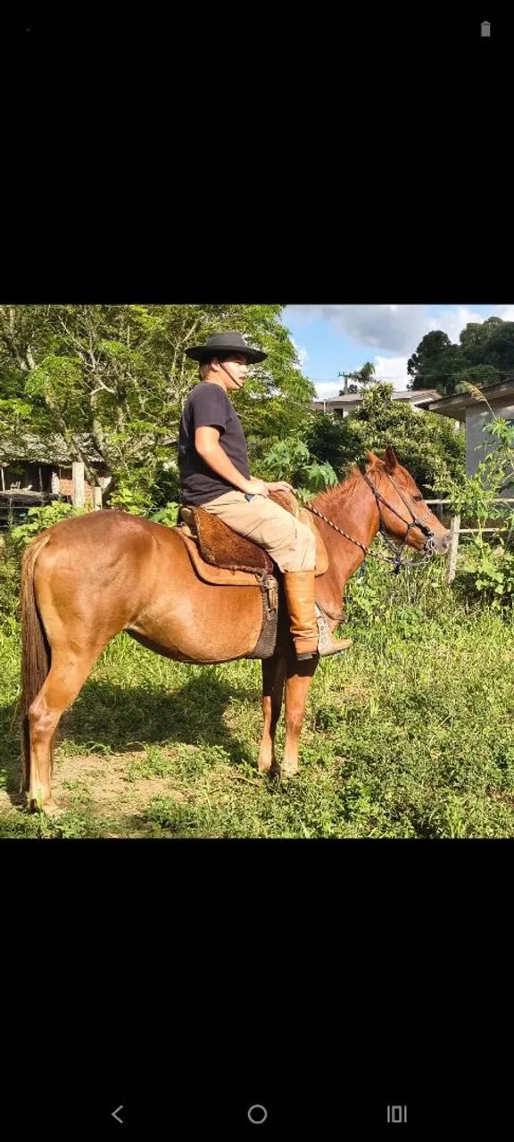 Égua meio sangue qm  - Foto 5