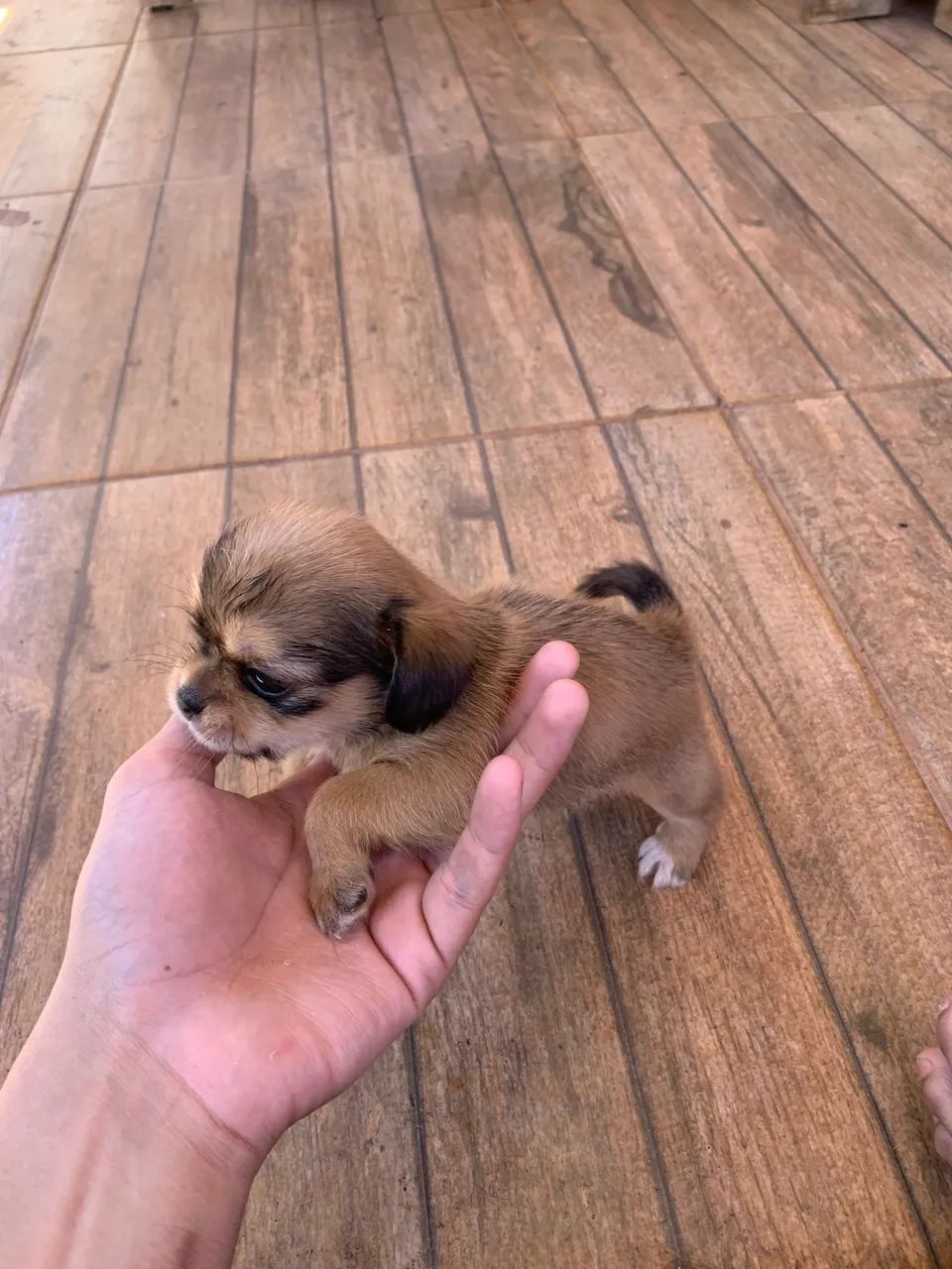 Shih Tzu