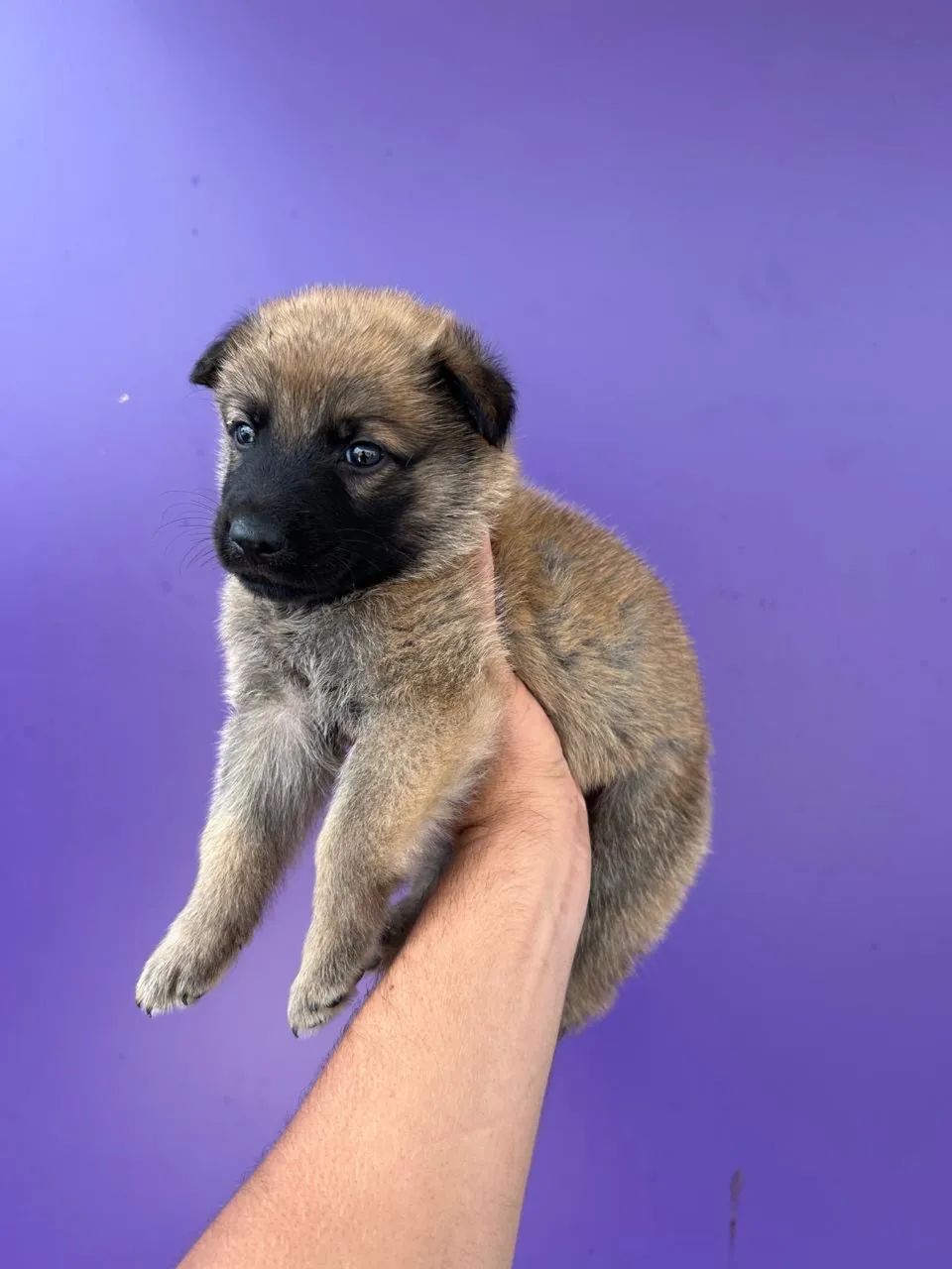Malinois - Foto 4