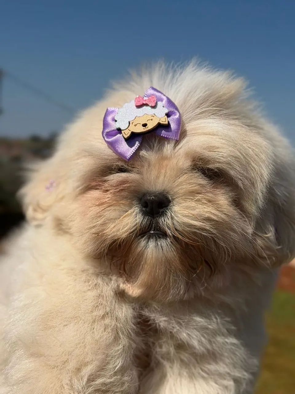 SHITZU URSINHO  - Foto 2