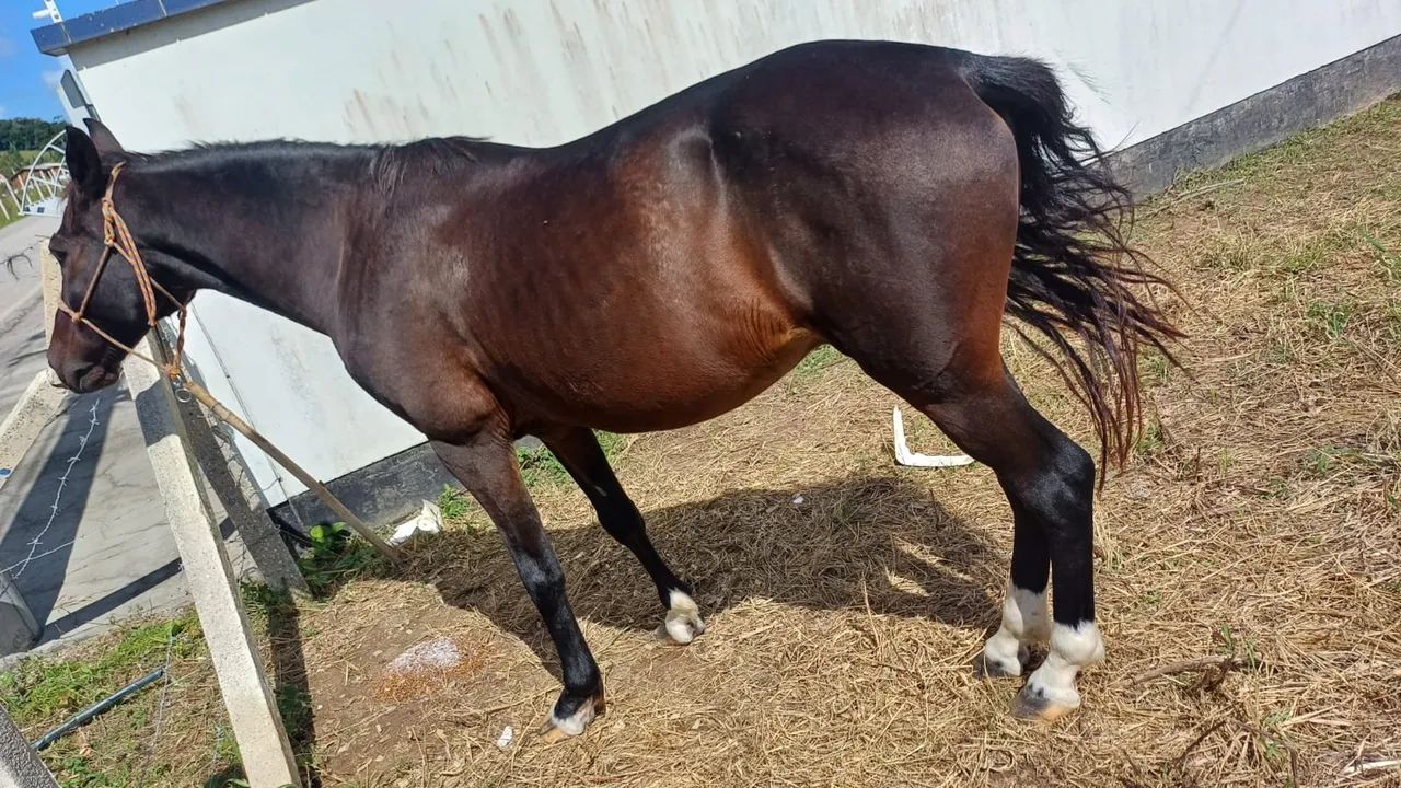 Cavalo mangalarga 