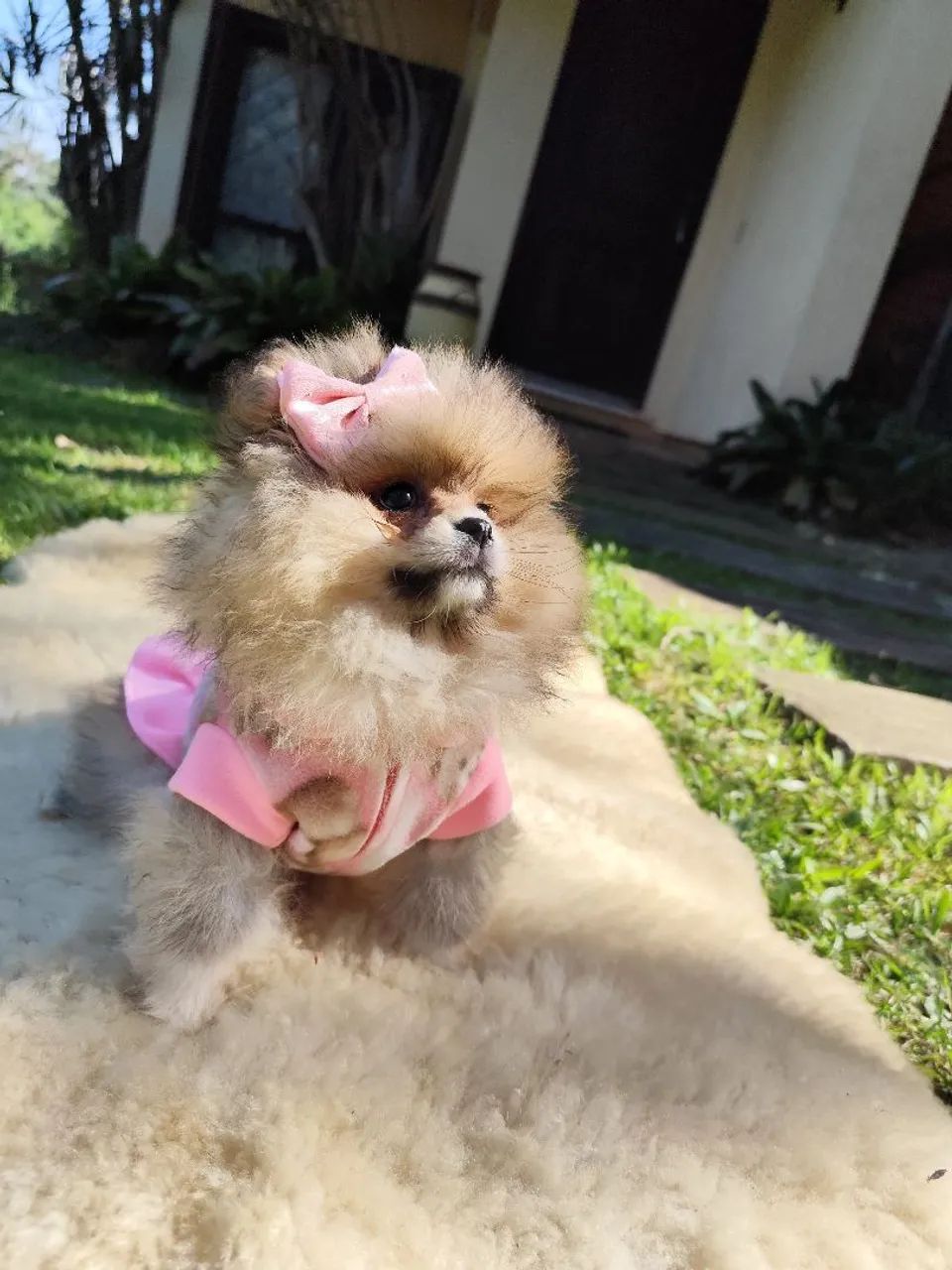 Lulu da Pomerânia fêmea  - Foto 3