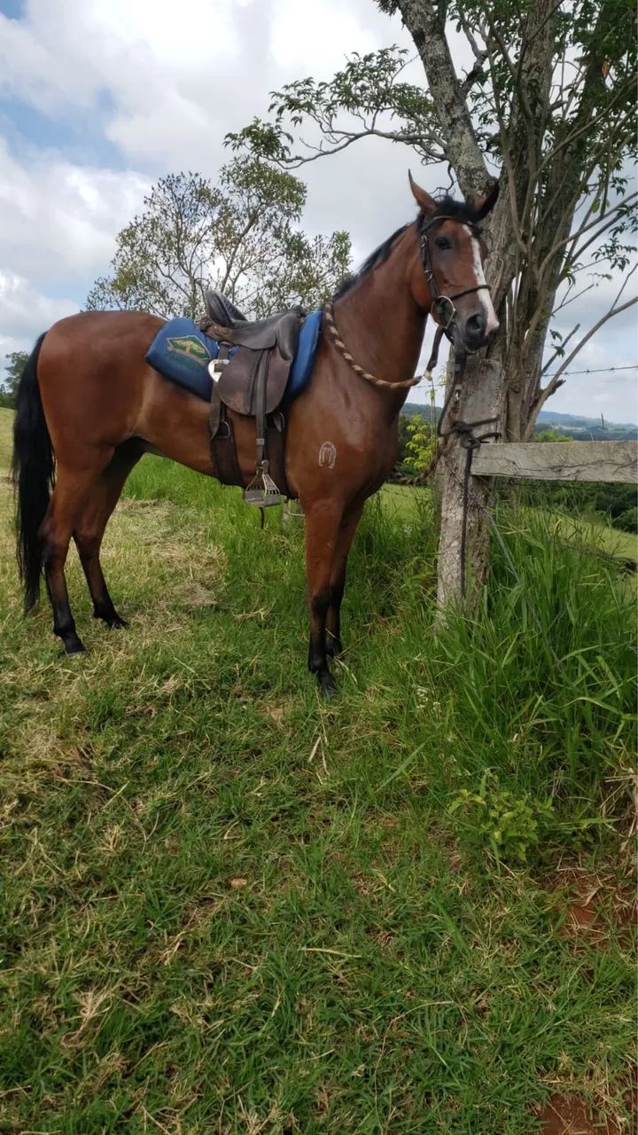 Cavalo mangalarga Castrado Registrado Marcha Batida  - Foto 2