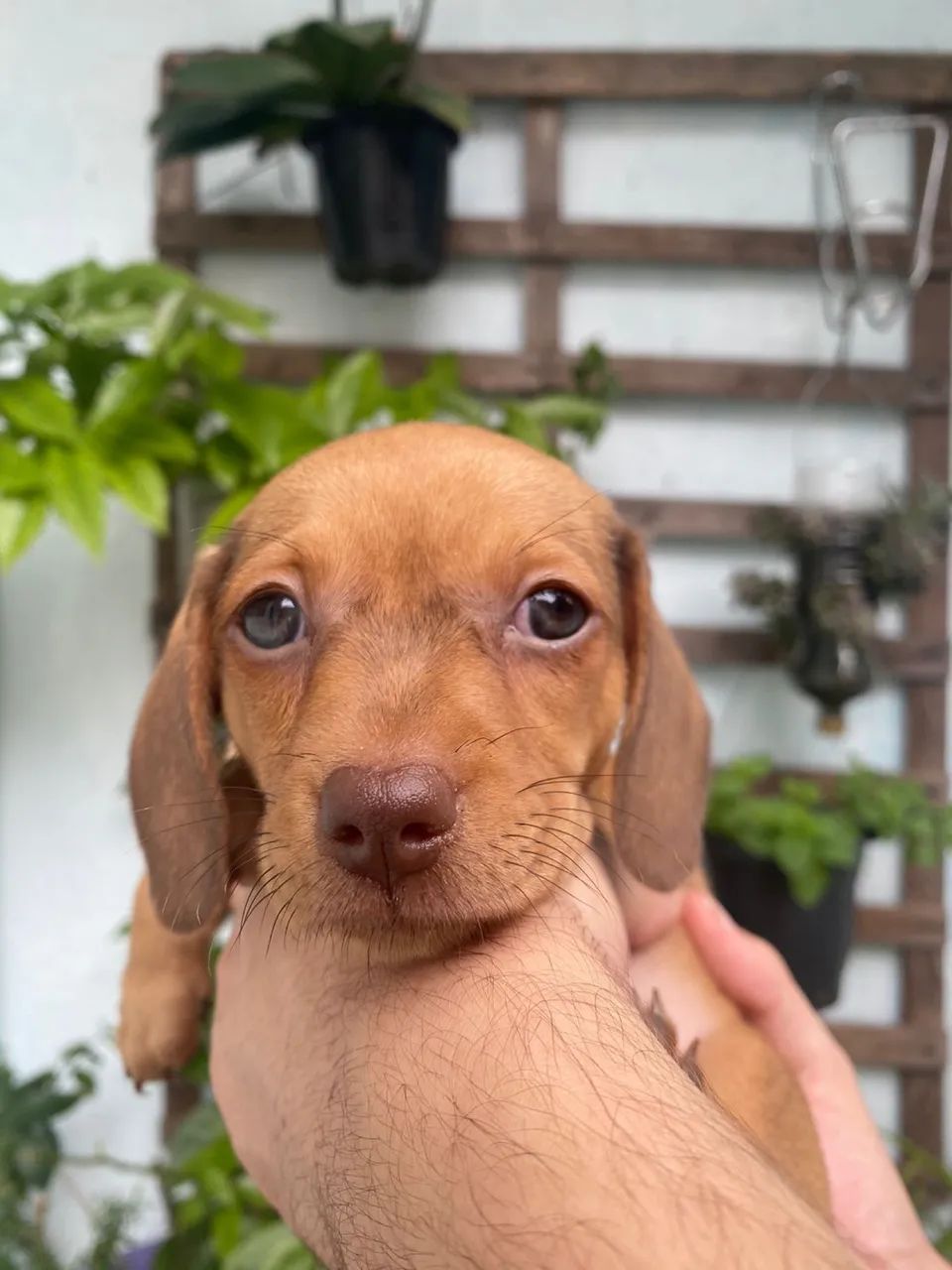 Filhotes de dachshund salsichinha - Foto 2