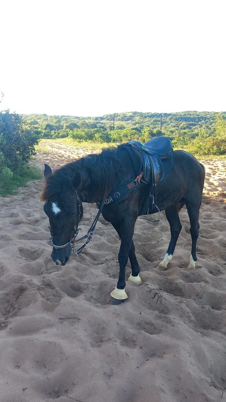 Vende-se Cavalo - Foto 6