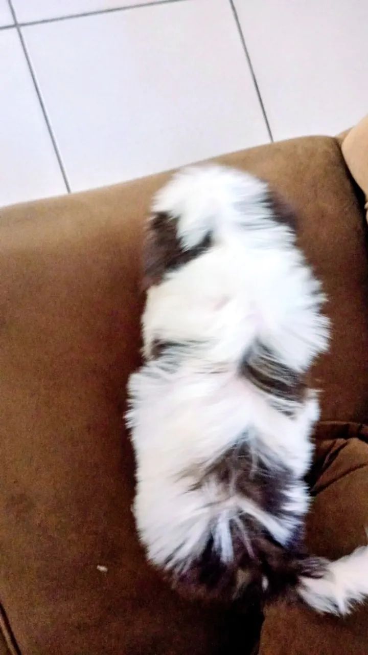 Cachorro  - Foto 3