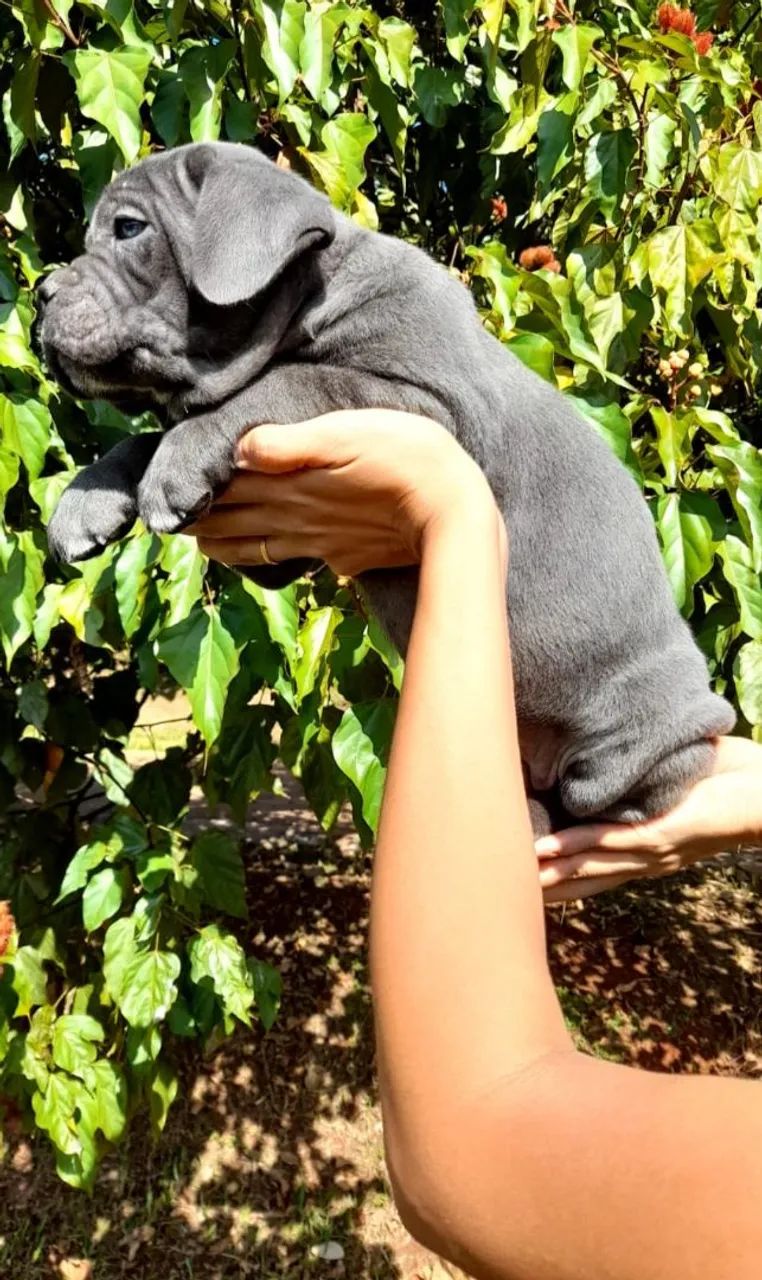 Filhotes de cane corso  - Foto 3
