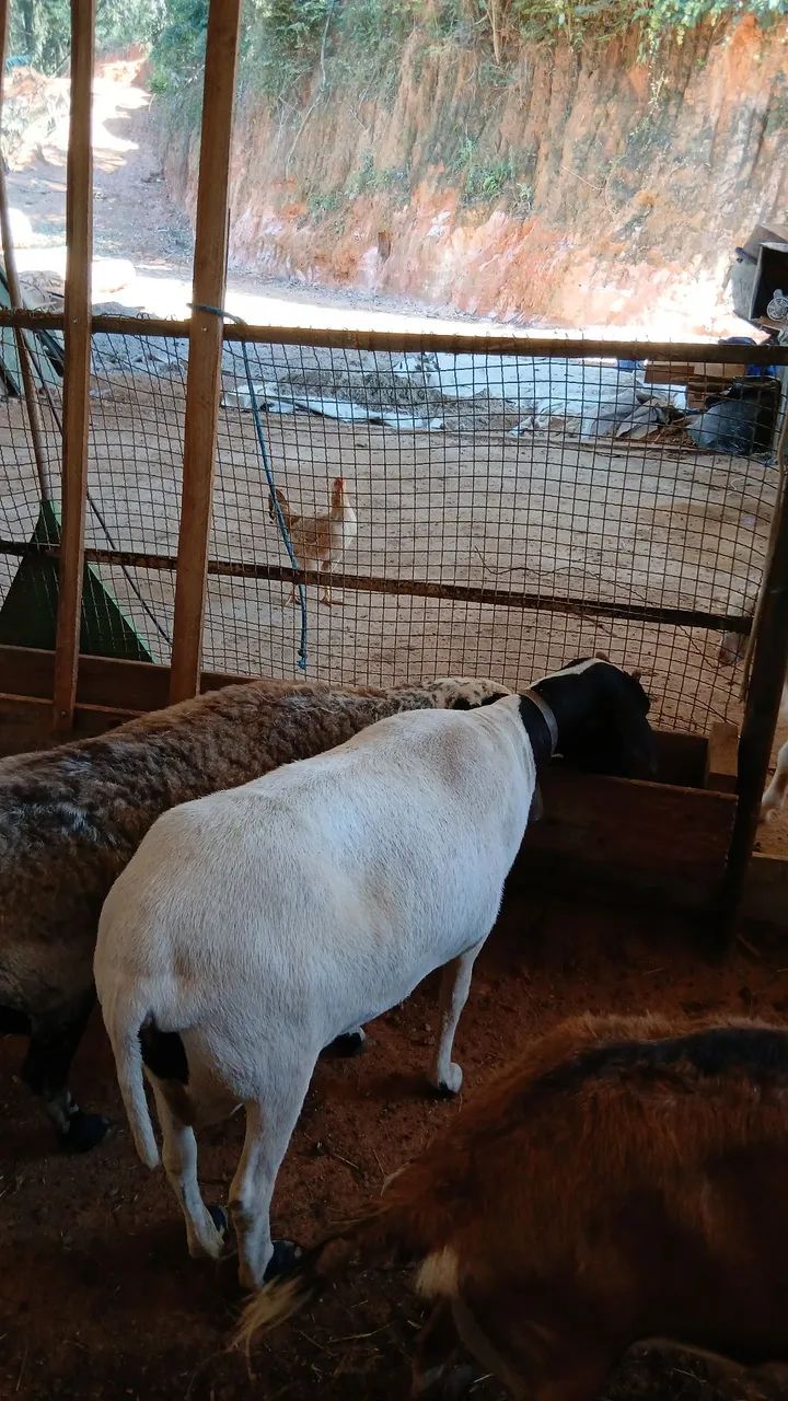 Ovelhas  - Foto 4