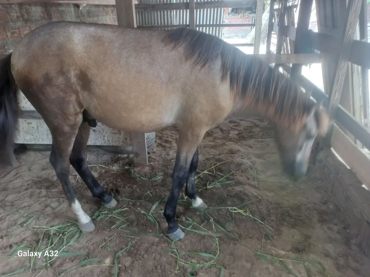 Cavalo - Foto 5