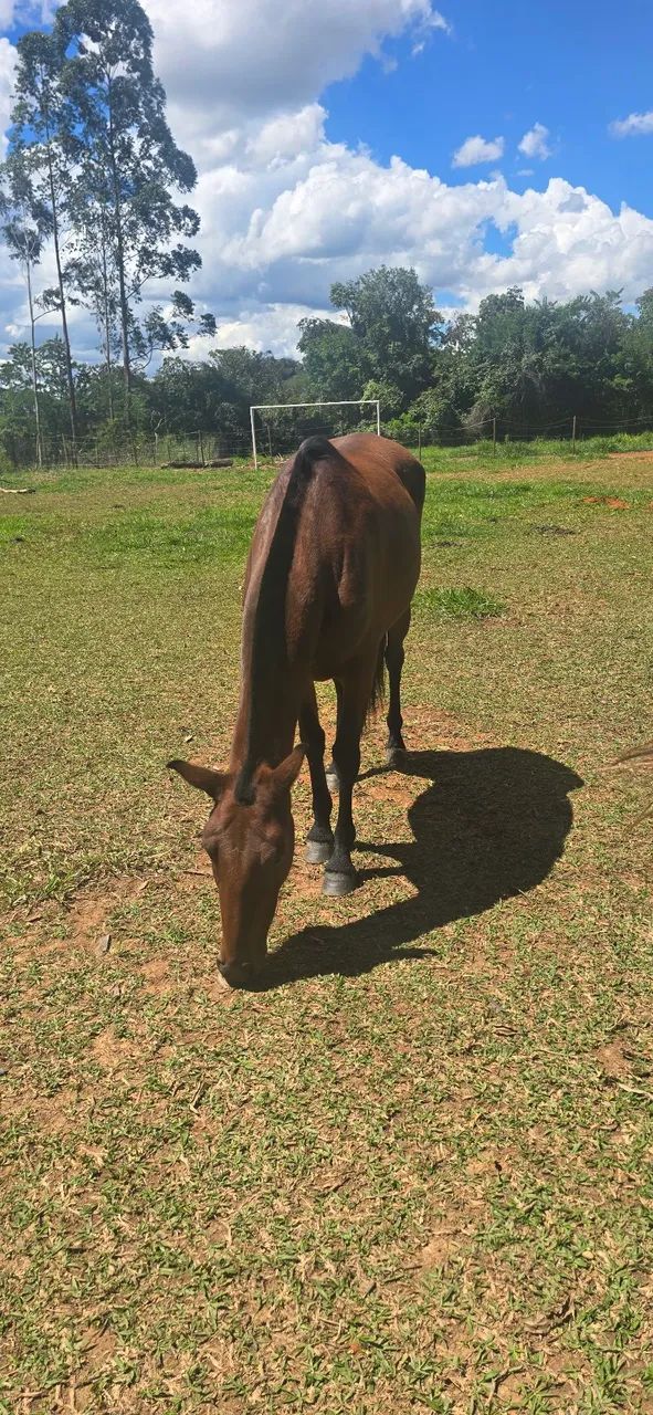 ÉGUA MANGALARGA MARCHADOR  - Foto 2