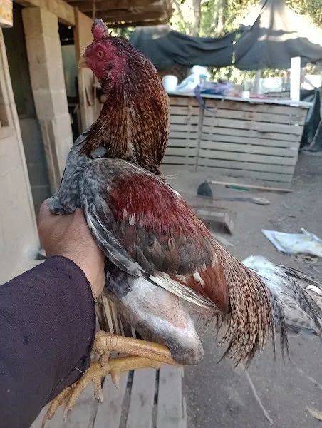 Galo Indio