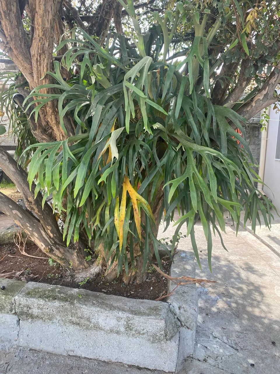 Flor chifre de viado 