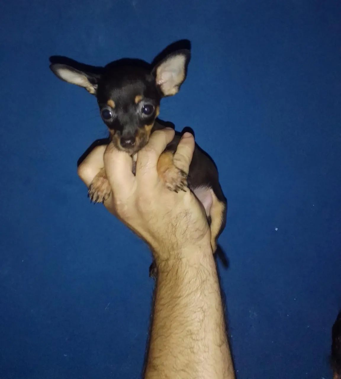 Pinscher zero filhotes a venda 