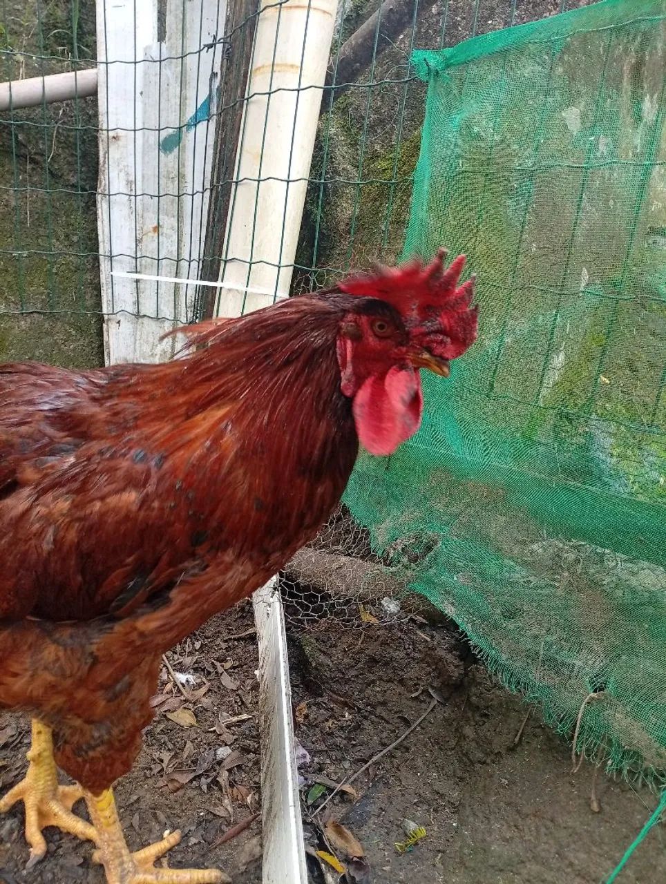 Vendo 1  frango GSB  puro - Foto 4