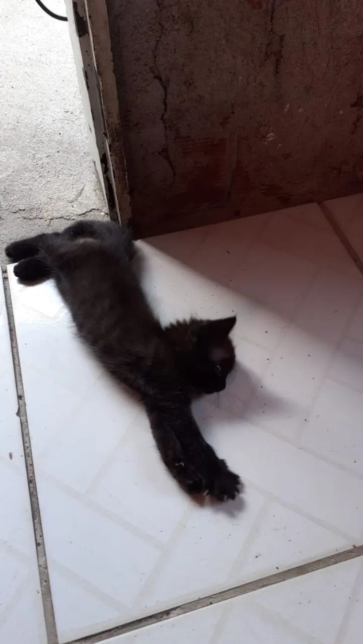 Gatinhos para adoção responsável! - Foto 4