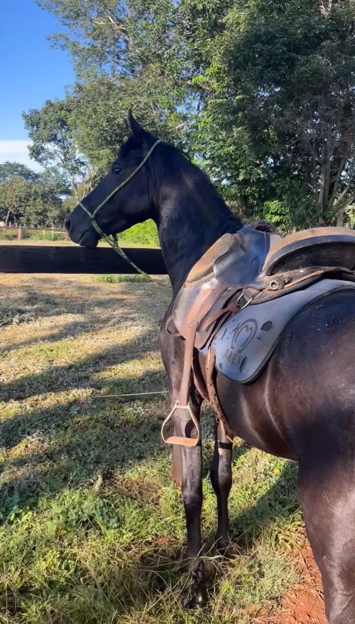 Cavalo - Foto 2