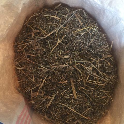 Sementes de capim buffel áridus e andropogon