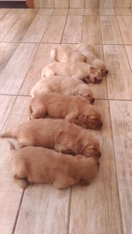 Golden retriver Filhotes - Foto 4