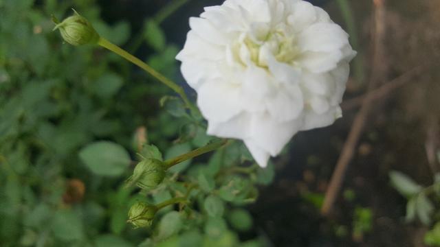 Mudas ornamentais - Foto 3