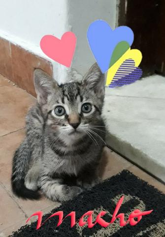 Adotem belos gatinhos!