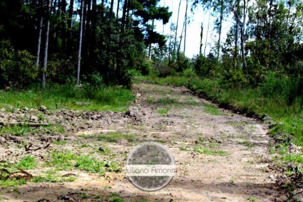 Seu sitio em Bom Retiro na Serra Catarinense - Foto 12