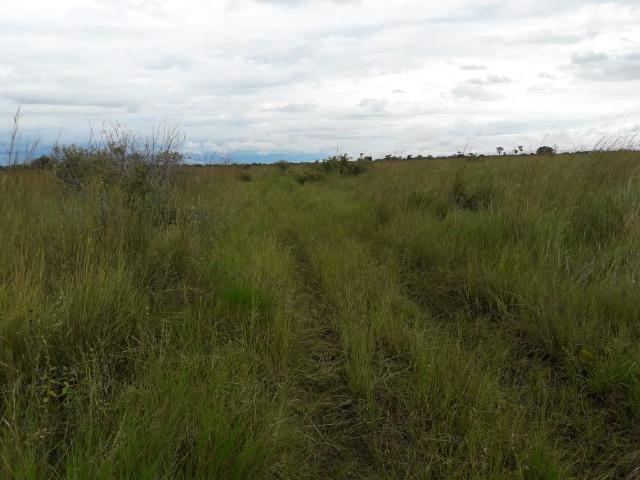 Fazenda na região de corumba ms - Foto 14