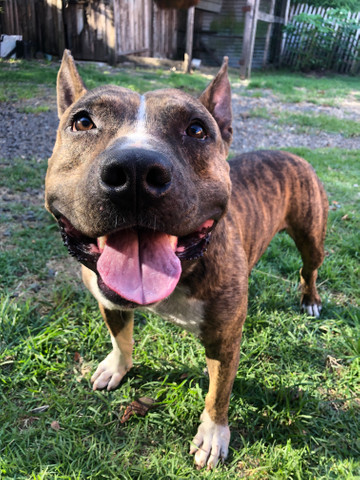 Pitbull - Foto 6